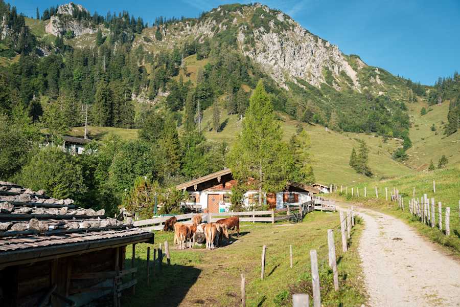 Alle sind auf der Thorau Alm willkommen - die Kühe ebenso wie Wanderer und Radfahrer.