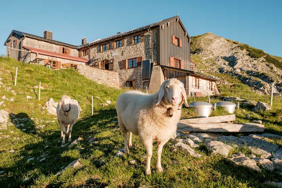 Die Bewohner der Weilheimer Hütte