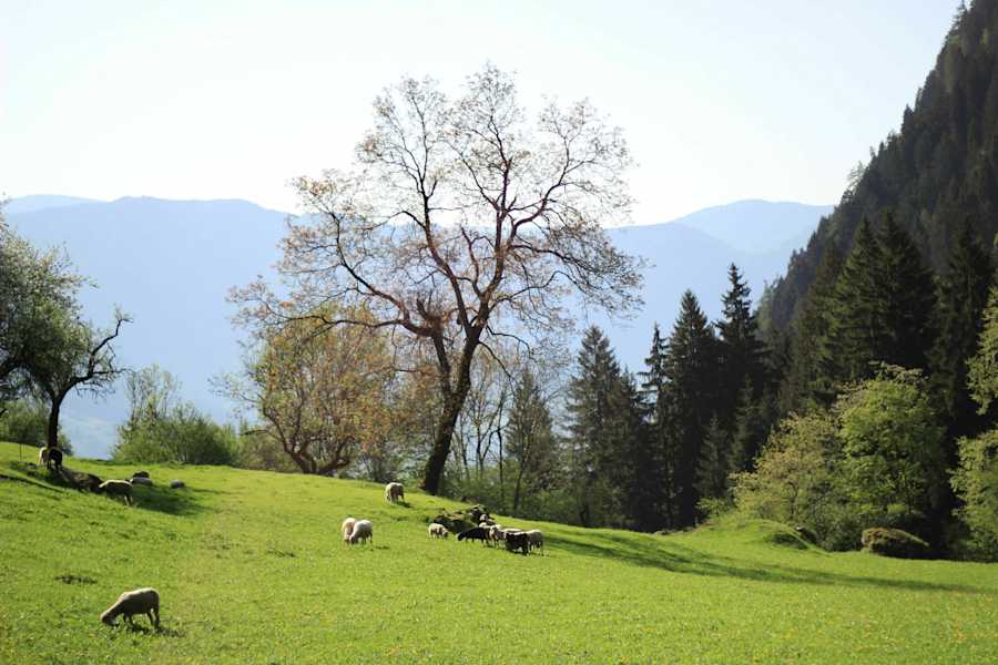 Schafe weiden vor dem Gasthaus Longfall