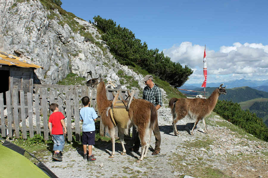Werfener Hütte Lama Trekking