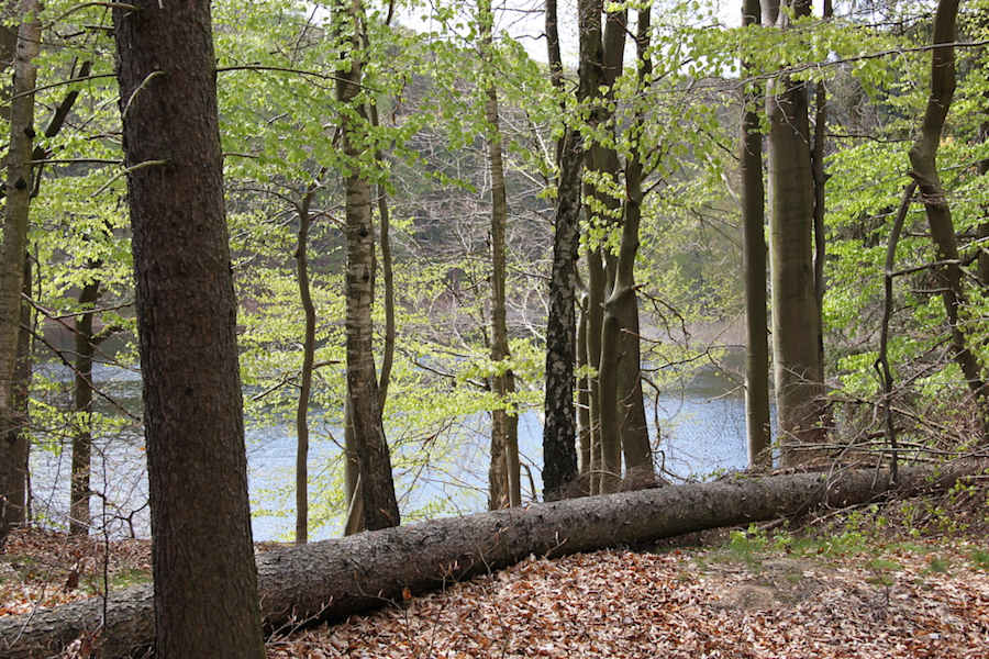 Wunderschön der Rundeweg Buchenwald Grumsin