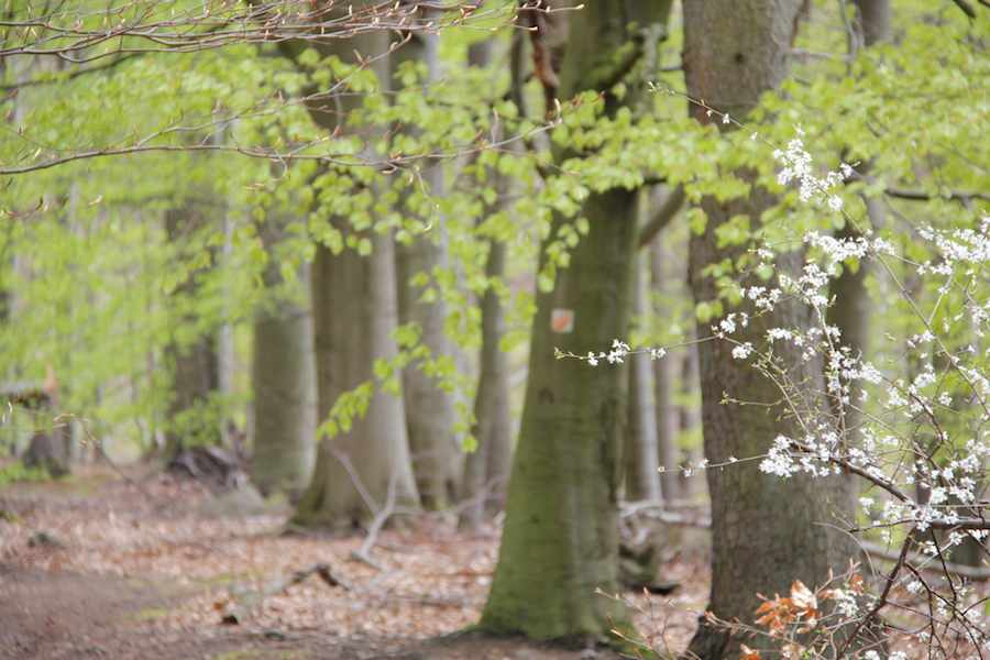 Im UNESCO-Weltnaturerbe Buchenwald Grumsin