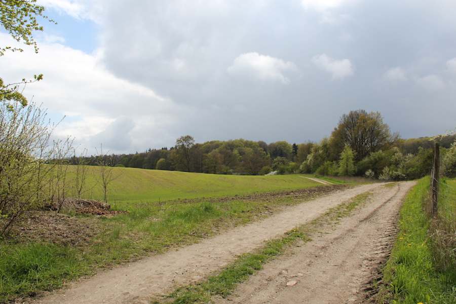 Auf dem Rundweg Buchenwald Grumsin