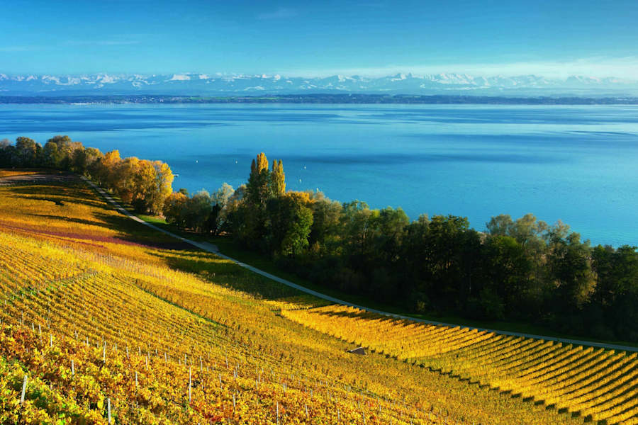 Die Weinberge oberhalb des Neuenburgersees