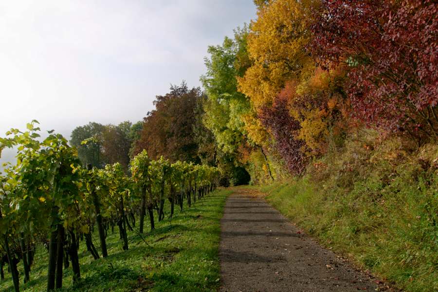 Weinweg Weinfelden