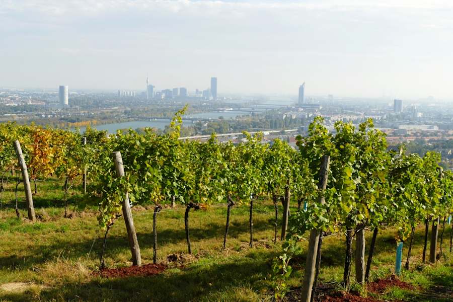 Blick über die Weinberge auf Wien