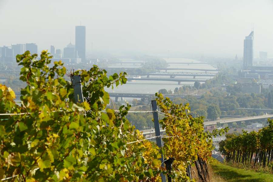 Auch die Donau sieht man von den Weinbergen aus gut.