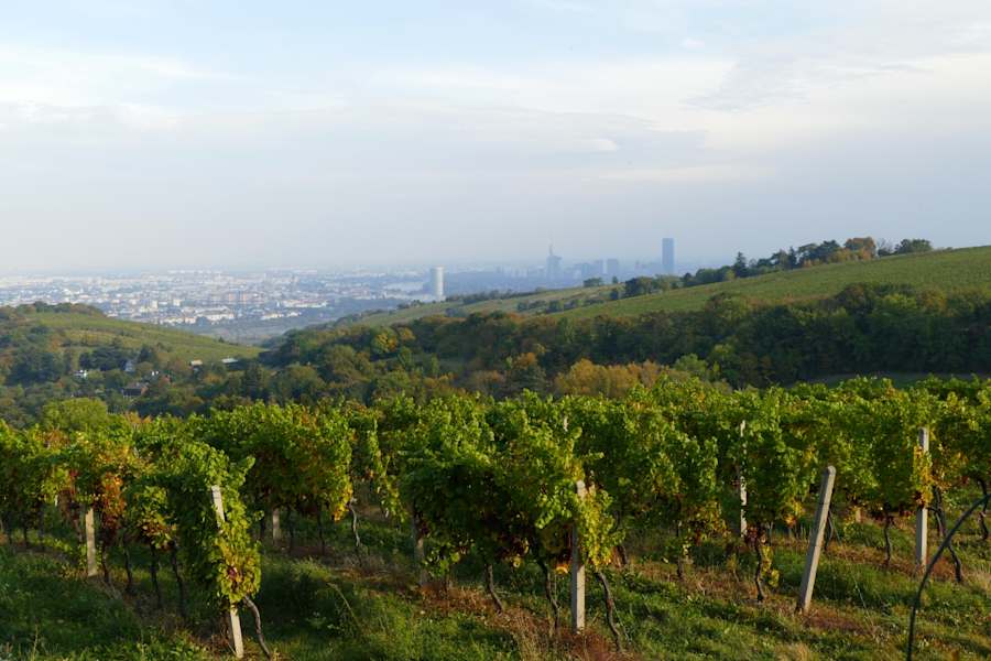 Immer gegenwärtig: der Blick auf die Stadt Wien.