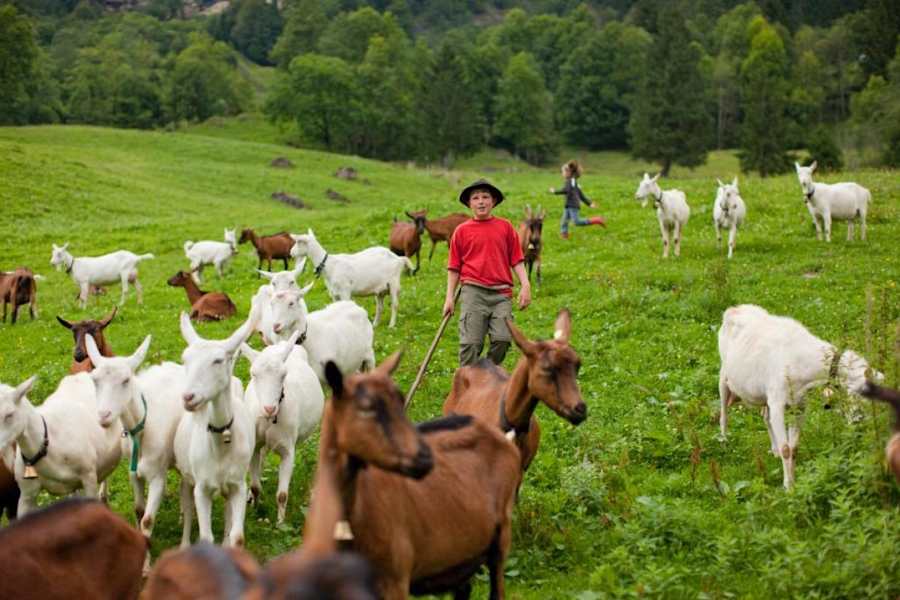 Ziegen auf der Ziegenalpe Buchen im Mellental