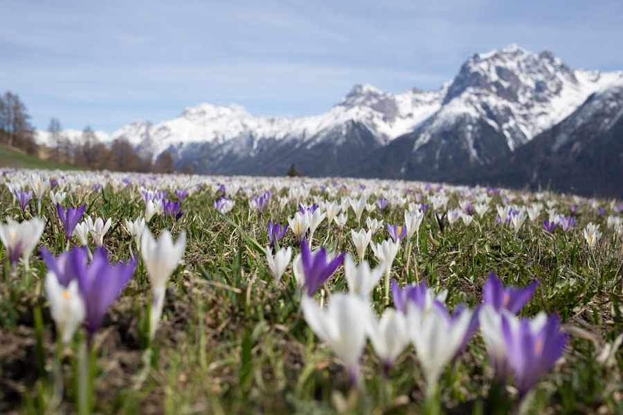 Krokusse bei Ftan