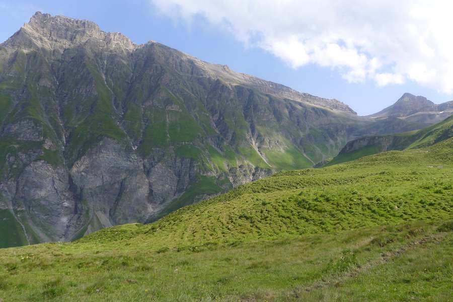 Carnusa