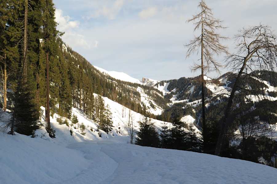 Bei der Querung der Forststraße mit Blick Richtung Rote Wand