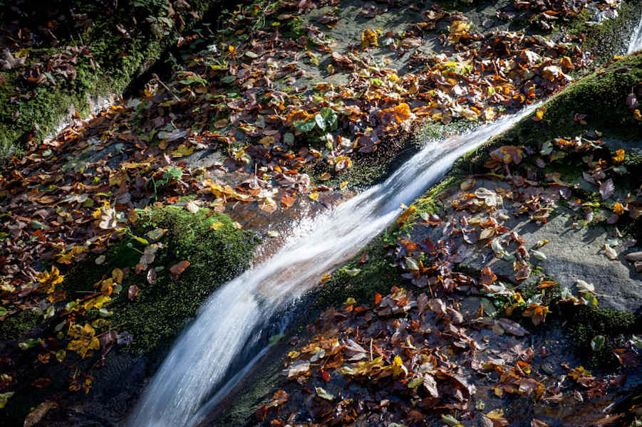 Farbenspiel im Herbst