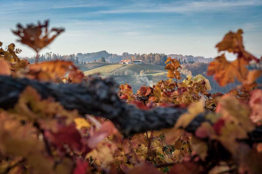 Herbst an der Weinstraße bei Leutschach
