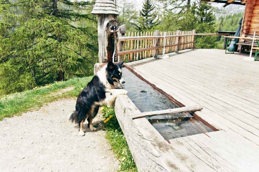 Hund am Brunnen der Brandalm am Dachstein