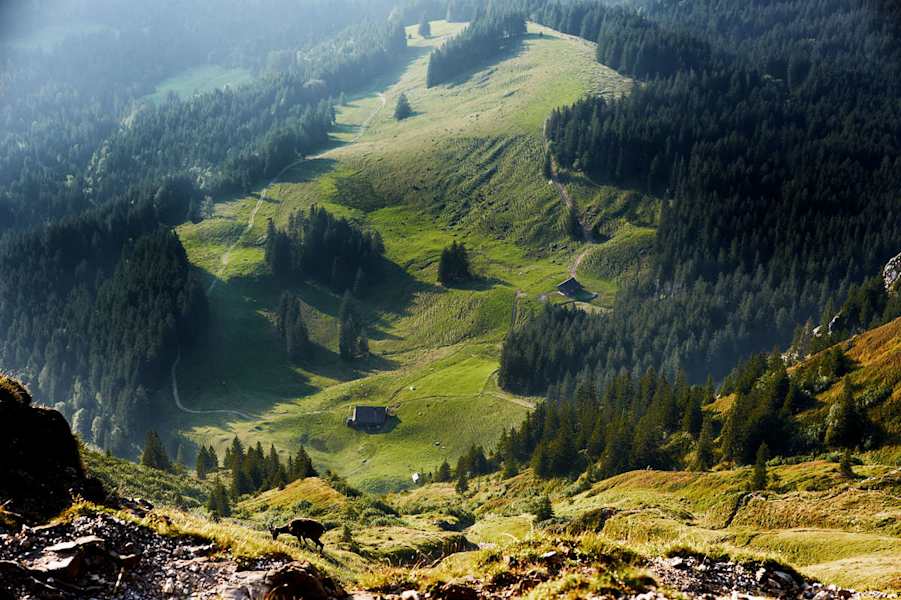 Steinböcke am Pilatus