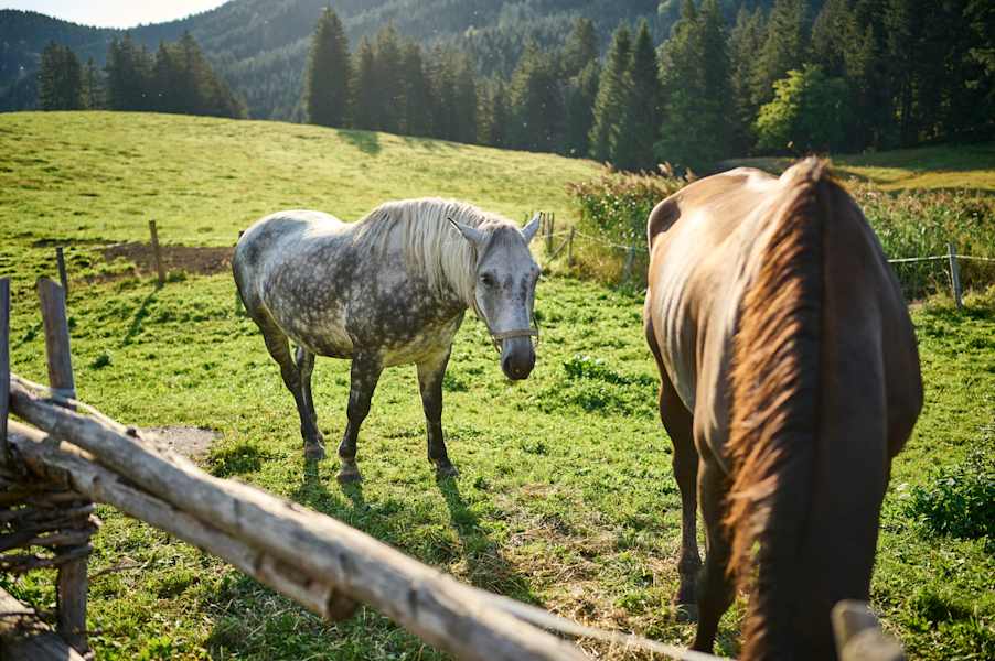 Auf der Alm werden 30 Jungrinder sowie ein paar Milchkühe und Pferde gehalten.