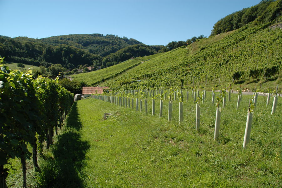 Rebgarten am Wegesrand