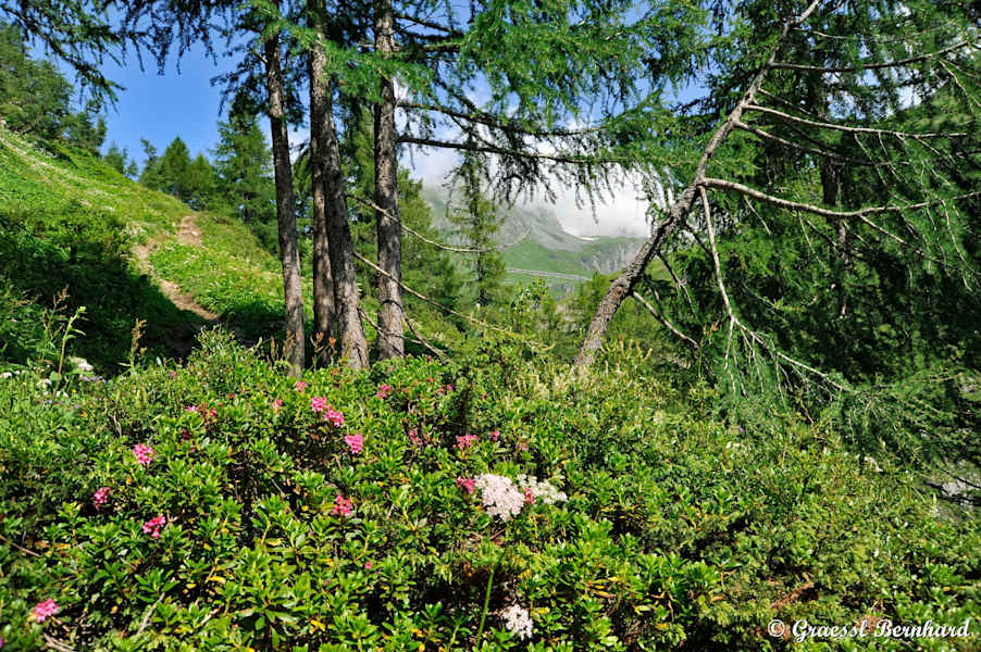Der Wanderweg des Alpe-Adria-Trails verläuft hier ein ganzes Stück parallel zur Großglockner Hochalpenstraße auf der anderen Talseite.