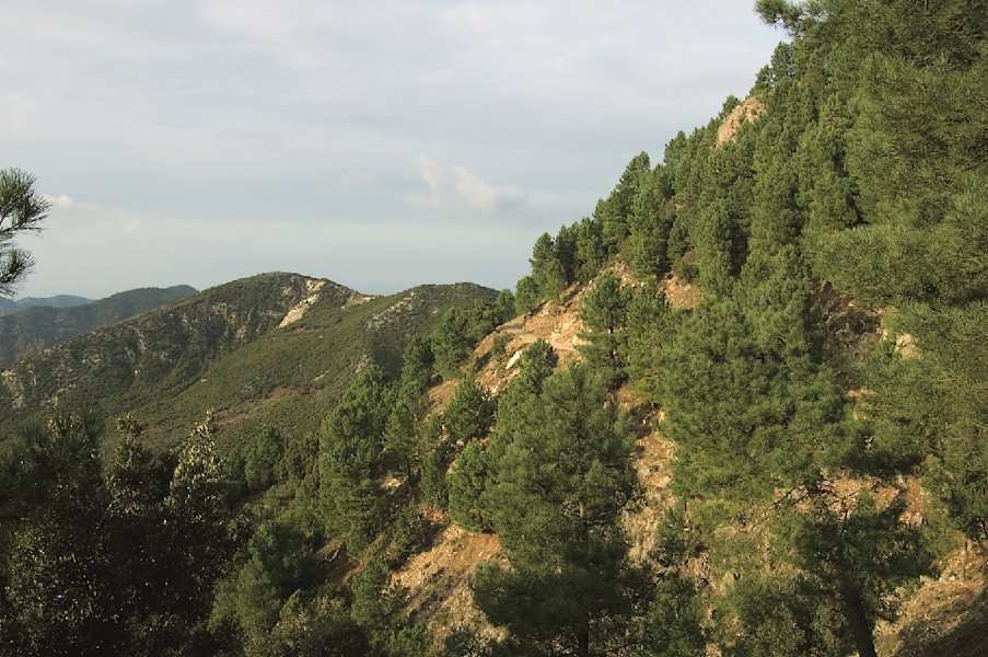 Sentiero Girasi