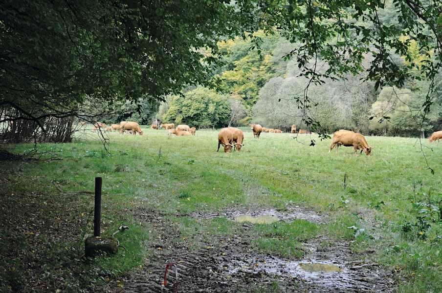 Im oberen Hahnenbachtal trifft man zuweilen mehr Kühe als Menschen.