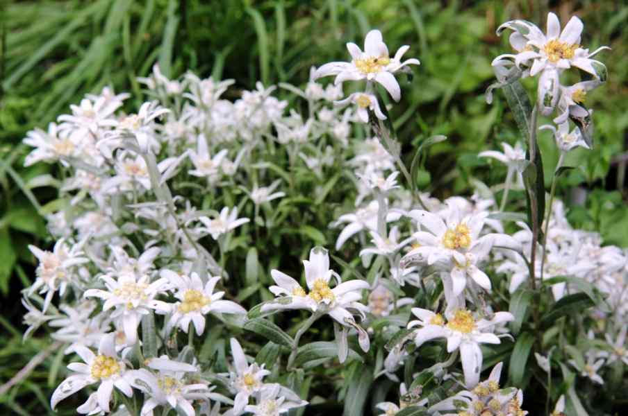 Flora am Wegesrand