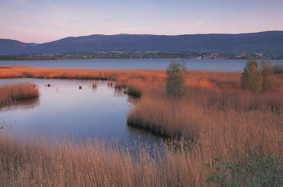 Das Moor von Yverdon