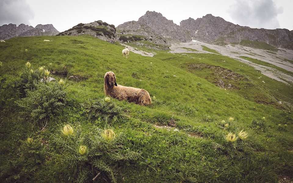 Trailrun auf die Vordere Brandjochspitze