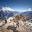 Auf dem Weg ins Manaslu-Basislager
