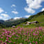 Ein Meer aus Blumen im Hubalmtal mit der Hubalm im Hintergrund