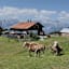 Haflinger vor der Sistranser Alm, im Hintergrund die Nordkette