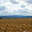 Brocken mit Kornfeld
