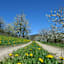 Kirschblüte