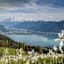 Der Narzissenweg: Blütenpracht und sagenhafte Aussicht auf den Genfersee