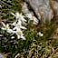 Edelweiss entlang des Osttiroler Pilgerwegs
