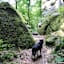 Der Pfad steigt zu den Budderkammer-Felsen (Ww. Nr. C6 + gelbes X) an, unter diesen vorbei zur Brücke über den Alsbach.