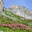 Almrosenblüte im Igltalalmgebiet, im Hintergrund der Sandkogel