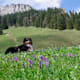 4 Touren für Vierbeiner: Wandern mit Hund in Bayern