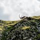 Steinbock-Trek Brienzer Rothorn