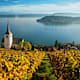Wandern: Rebberge am Bielersee in Bern