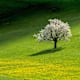 Wandern zwischen Kirschblüten: Der Fricktaler Höhenweg