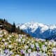 10 Wanderungen, bei denen der Frühling in voller Blüte steht