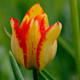 Wandern: Tulpenring Grengiols im Wallis