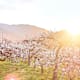 Marillenblüte in der Wachau: Die schönsten Wanderungen