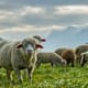 Voluntourismus in der Schweiz: Ein Sommer in den Bergen