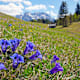 7 Hütten in Blumenparadiesen