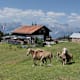 Sistranser Alm