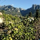 Mallorca GR221 - Etappe 8: Von Sóller nach Tossal Verds