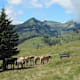BergeSeenTrail - Etappe 8: Postalm - Strobl