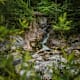Spaziergang zum Rindbachwasserfall
